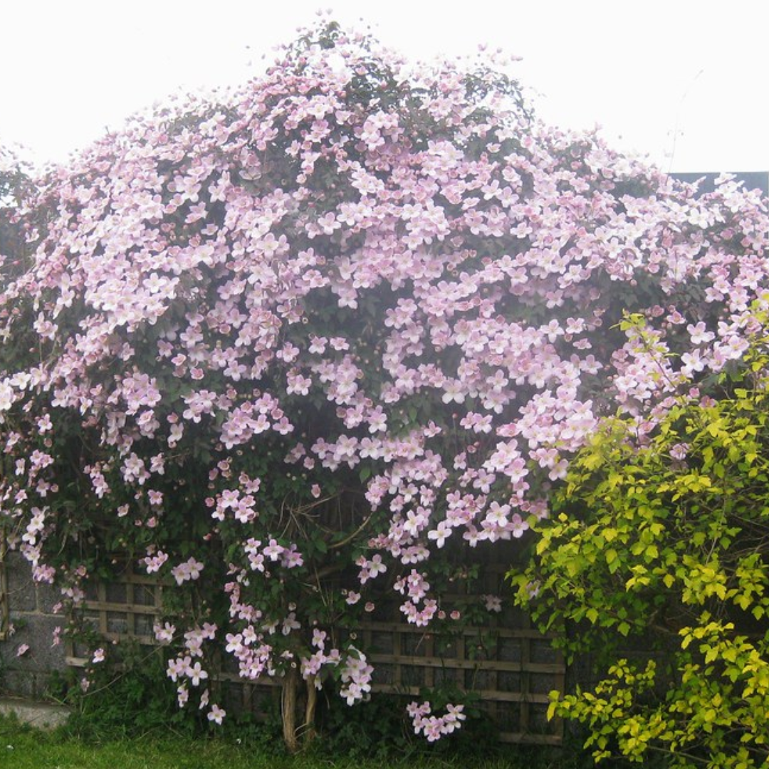 Clematis montana 'Tetrarose'