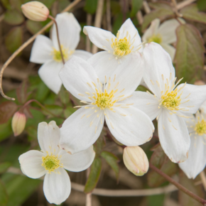 Clematis montana 'Grandiflora'