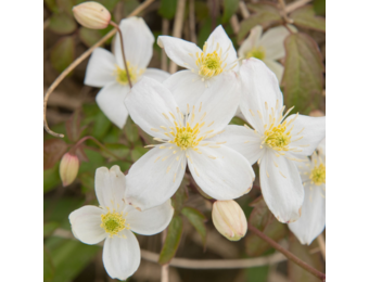 Clematis montana 'Grandiflora'