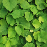 Aristolochia macrophylla