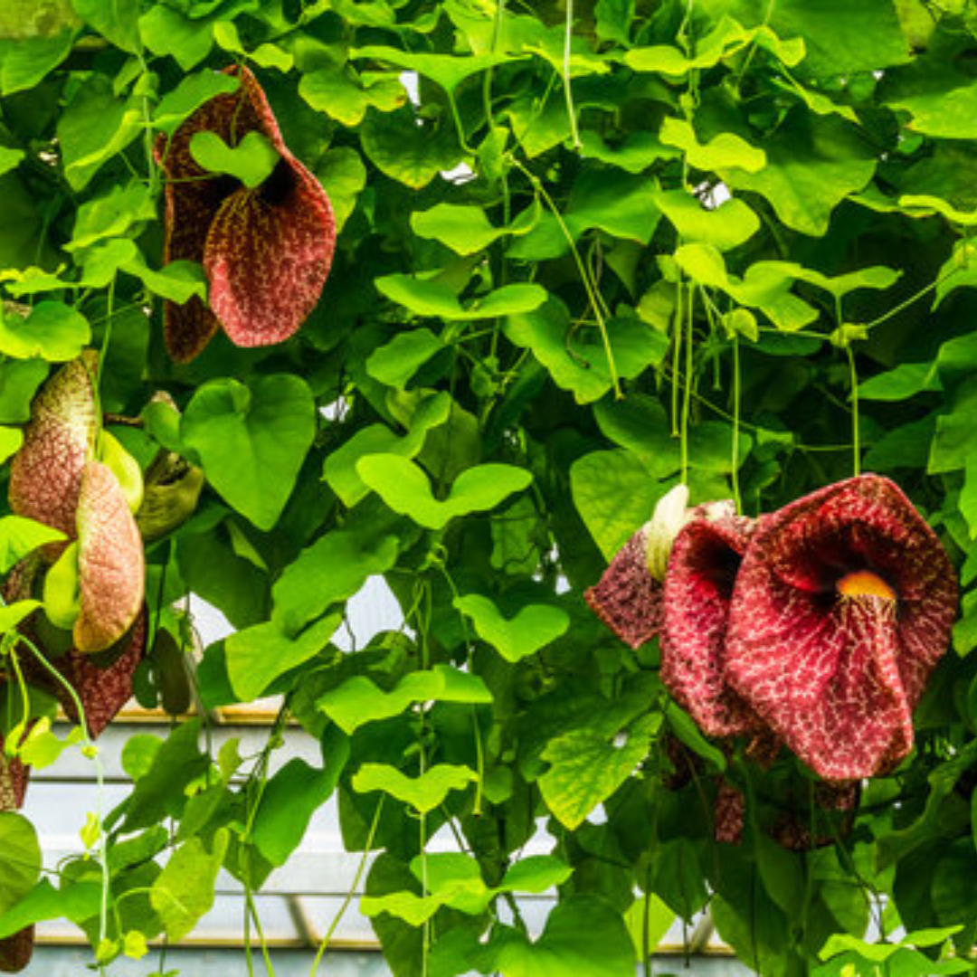 Aristolochia macrophylla