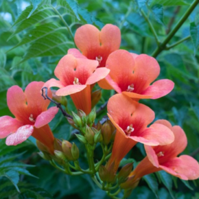 Campsis Radicans 'Flamenco'