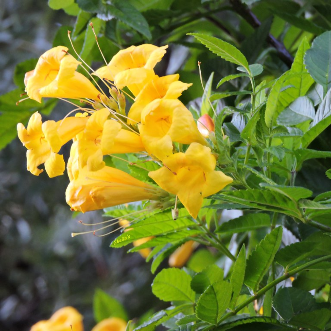 Campsis Radicans 'Flava'