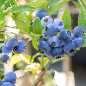 Blauwe bosbes - Vaccinium corymbosum 'Blue Crop'