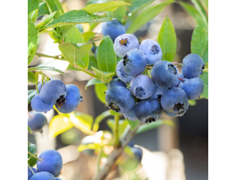 Blauwe bosbes - Vaccinium corymbosum 'Blue Crop'
