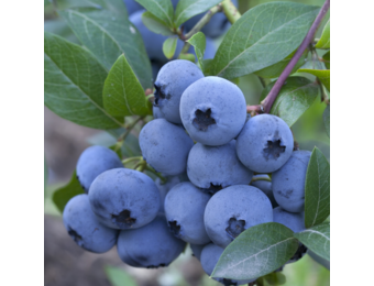 Blauwe bosbes - Vaccinium corymbosum 'Brigitta Blue'