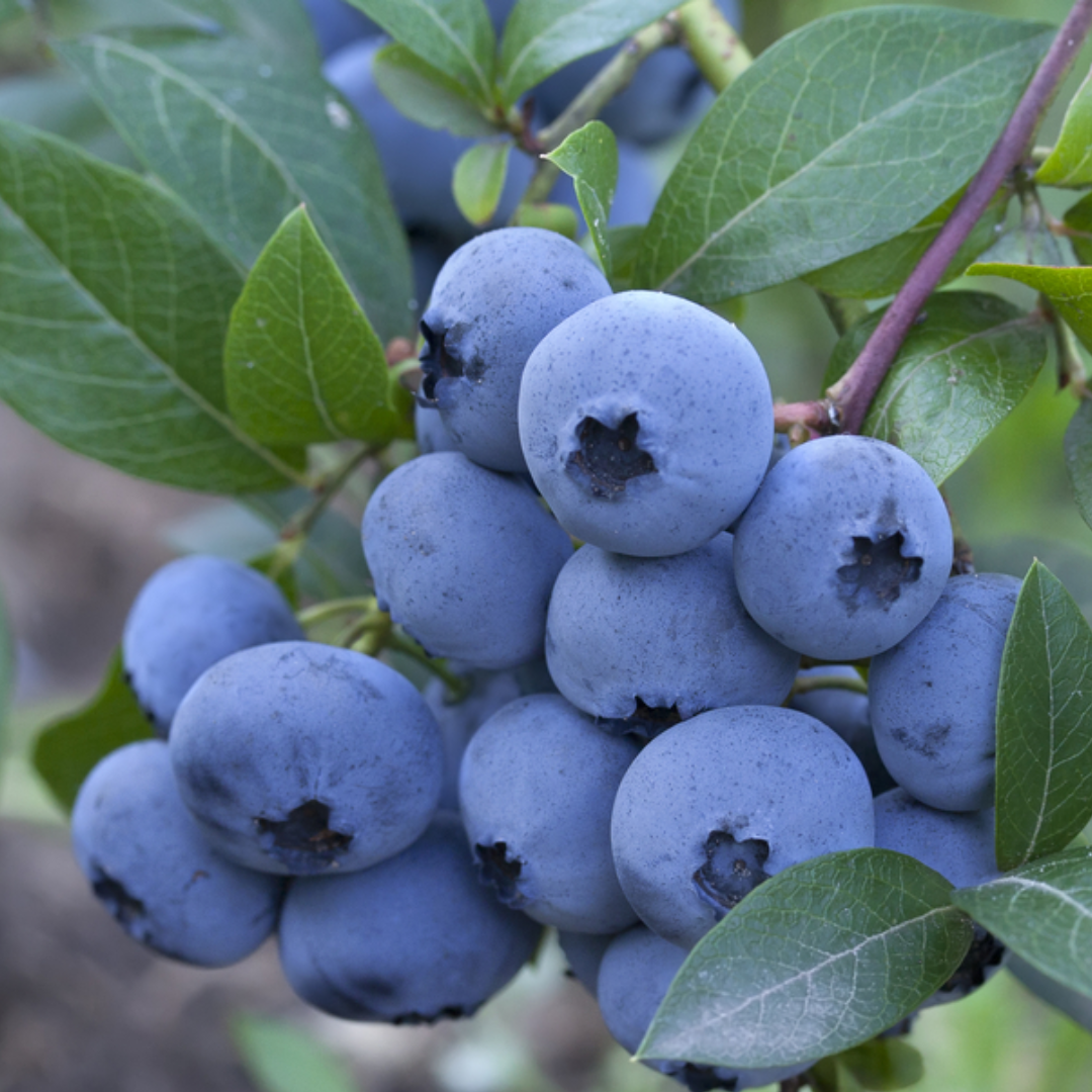 Blauwe bosbes - Vaccinium corymbosum 'Brigitta Blue'
