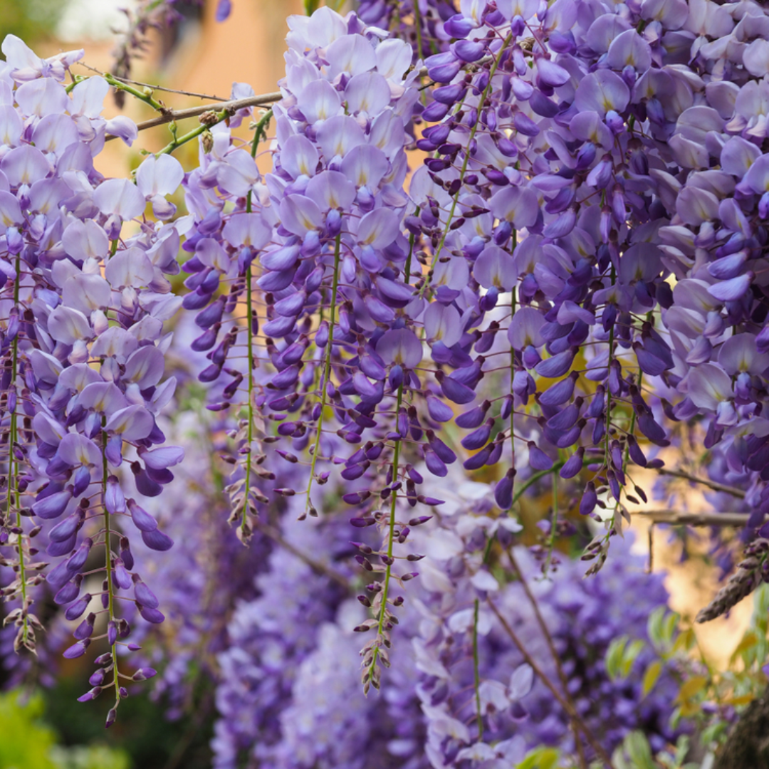 Wisteria sinensis 'Prolific'