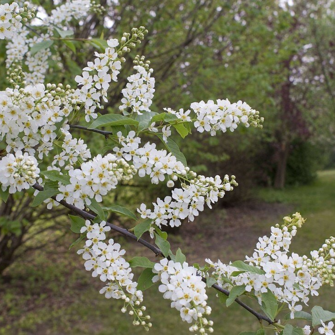 Exochorda macrantha 'The Bride'