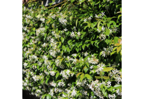 Jasminum officinale