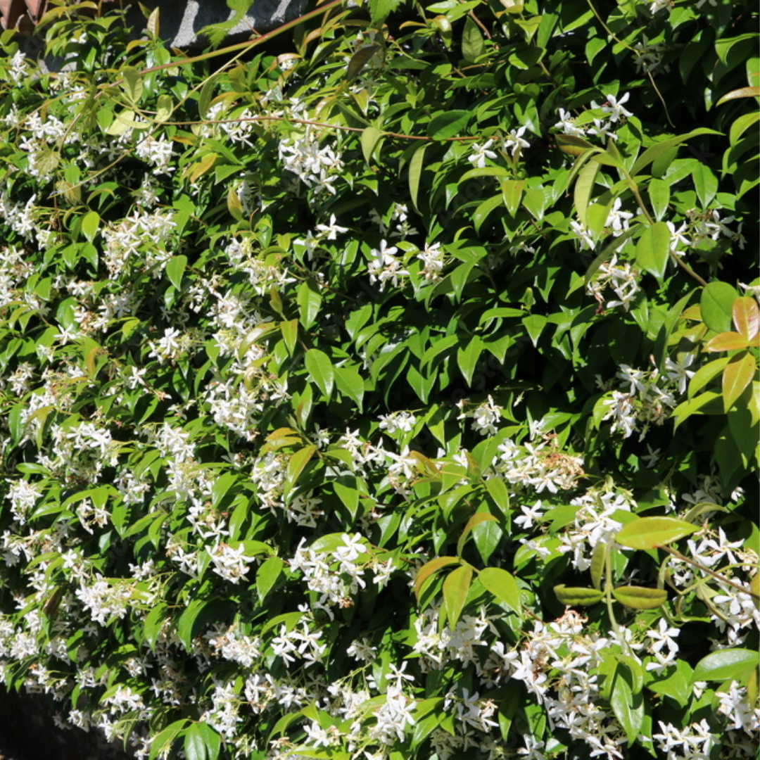 Jasminum officinale