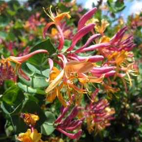 Lonicera heckrottii 'Goldflame'