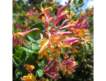 Lonicera heckrottii 'Goldflame'