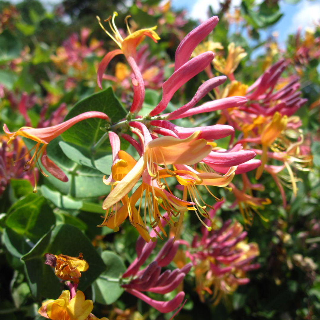 Lonicera heckrottii 'Goldflame'