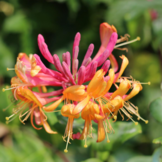 Lonicera heckrottii 'Goldflame'