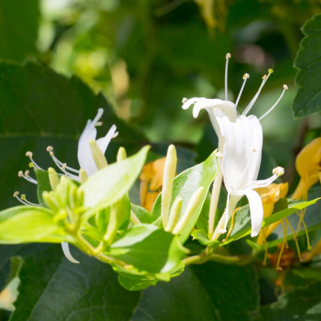 Lonicera japonica 'Hall's Prolific'