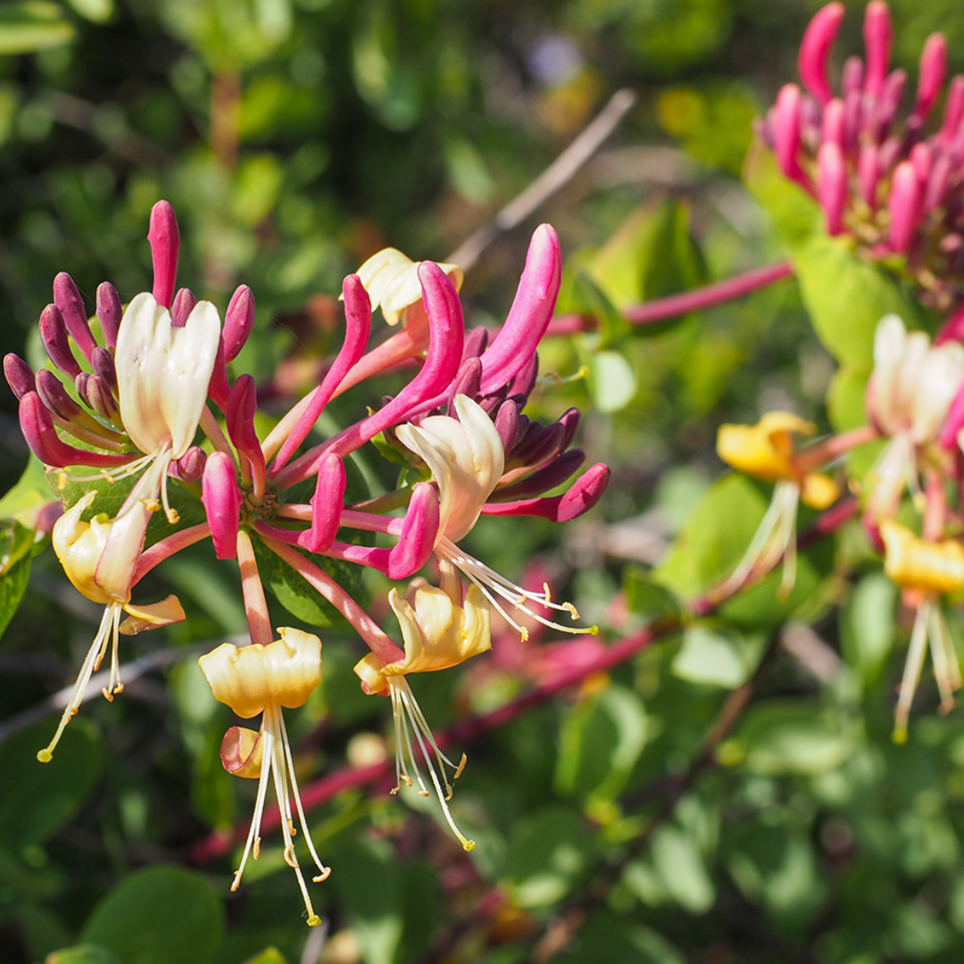 Lonicera periclymenum 'Belgica Select'