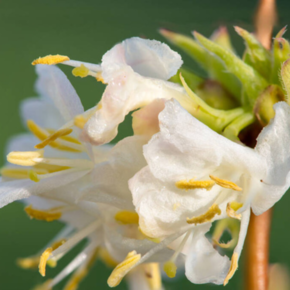 Lonicera purpusii 'Winter Beauty'