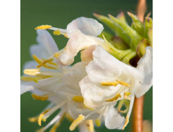 Lonicera purpusii 'Winter Beauty'