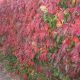 Parthenocissus quinquefolia
