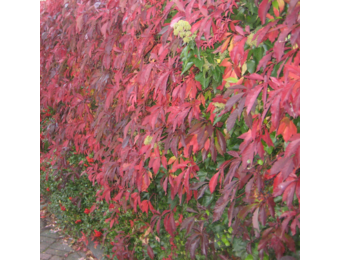 Parthenocissus quinquefolia