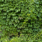 Parthenocissus quinquefolia