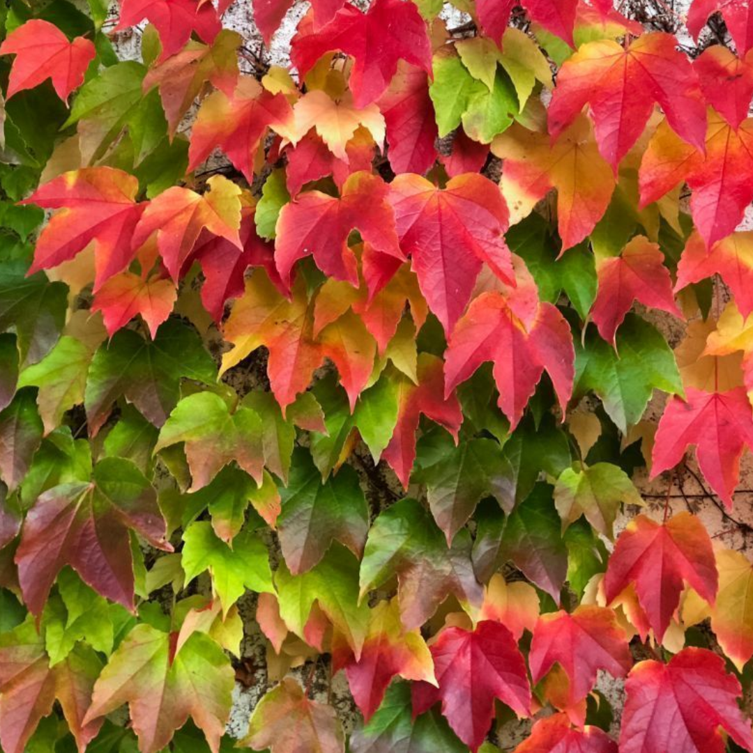 Parthenocissus tricuspidata 'Veitchii'