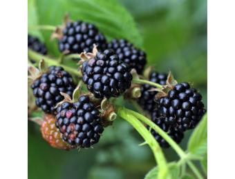 Doornloze braam - Rubus fruticosus 'Chester Thornless'