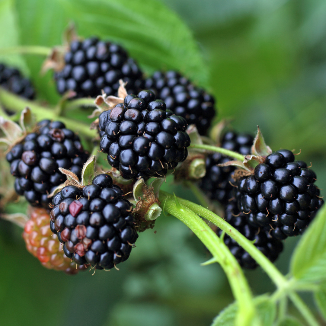 Doornloze braam - Rubus fruticosus 'Chester Thornless'
