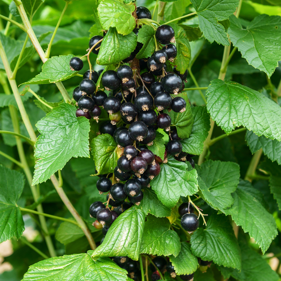 Zwarte bes - Ribes nigrum 'Titania'