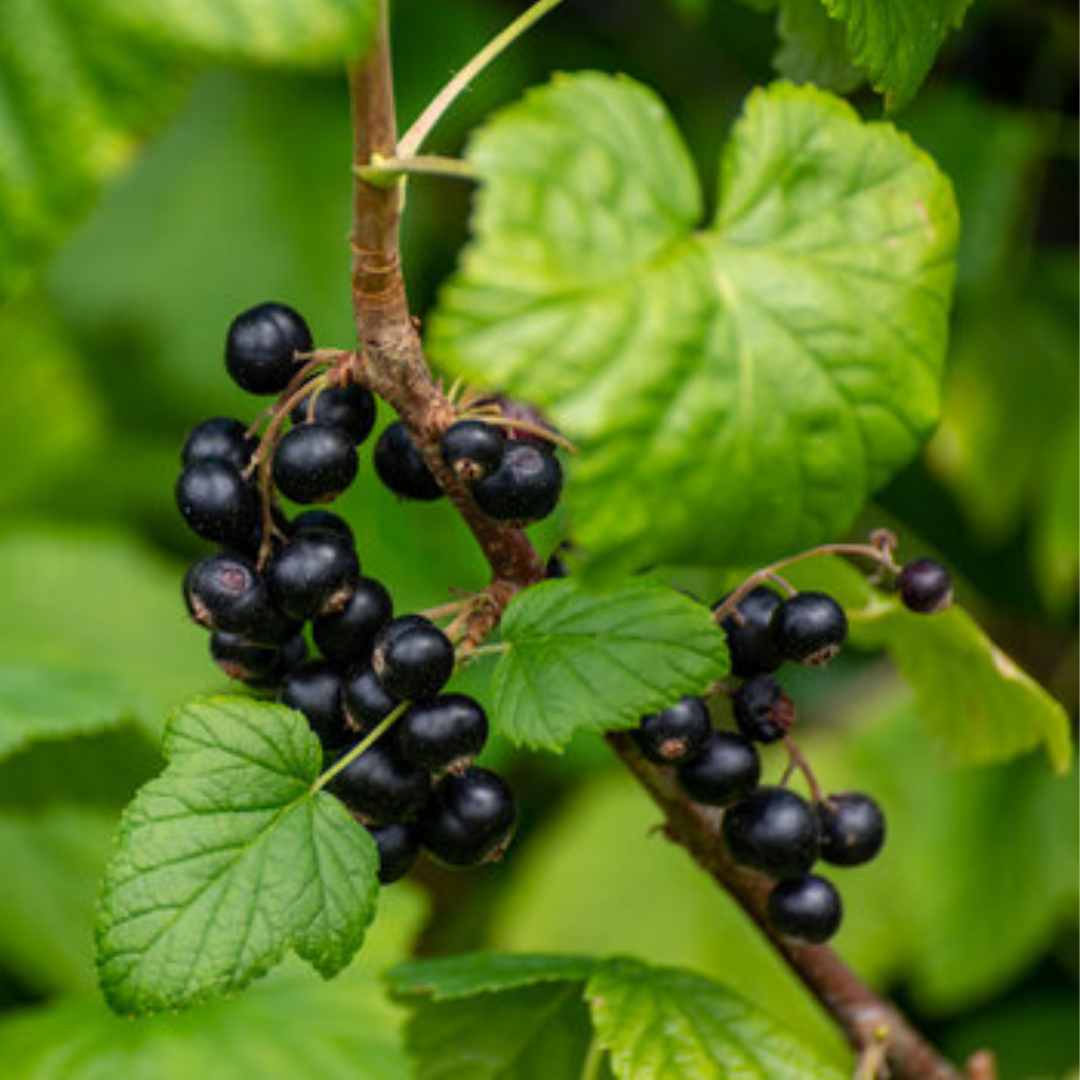 Zwarte bes - Ribes nigrum