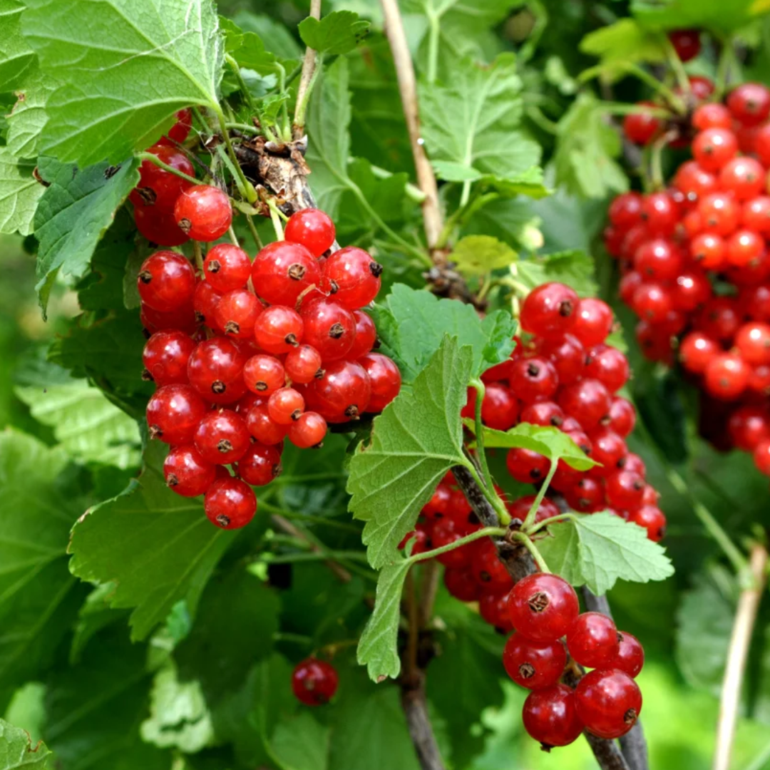 Rode bes - Ribes rubrum 'Jonkheer van Tets'