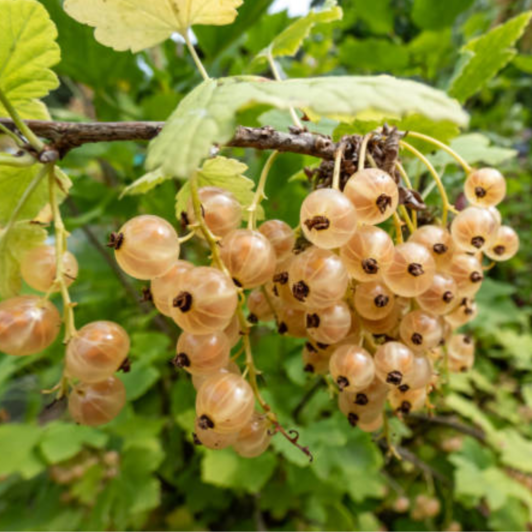 Witte bes - Ribes rubrum 'Witte Parel'