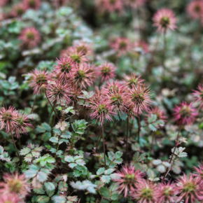 Acaena buchananii