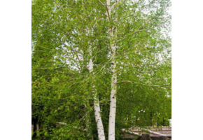 Witte berk - Betula utilis 'Doorenbos'