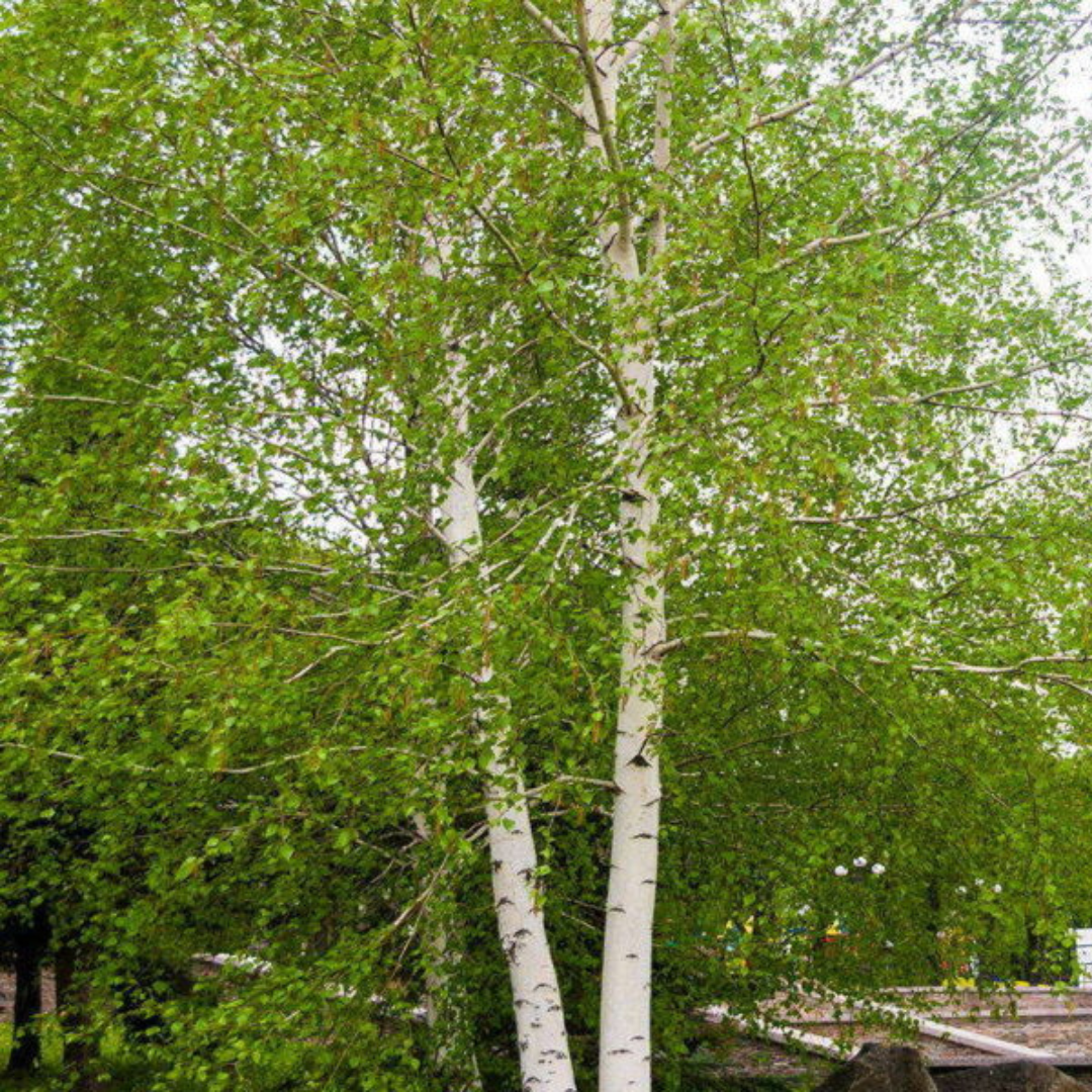 Witte berk - Betula utilis 'Doorenbos'