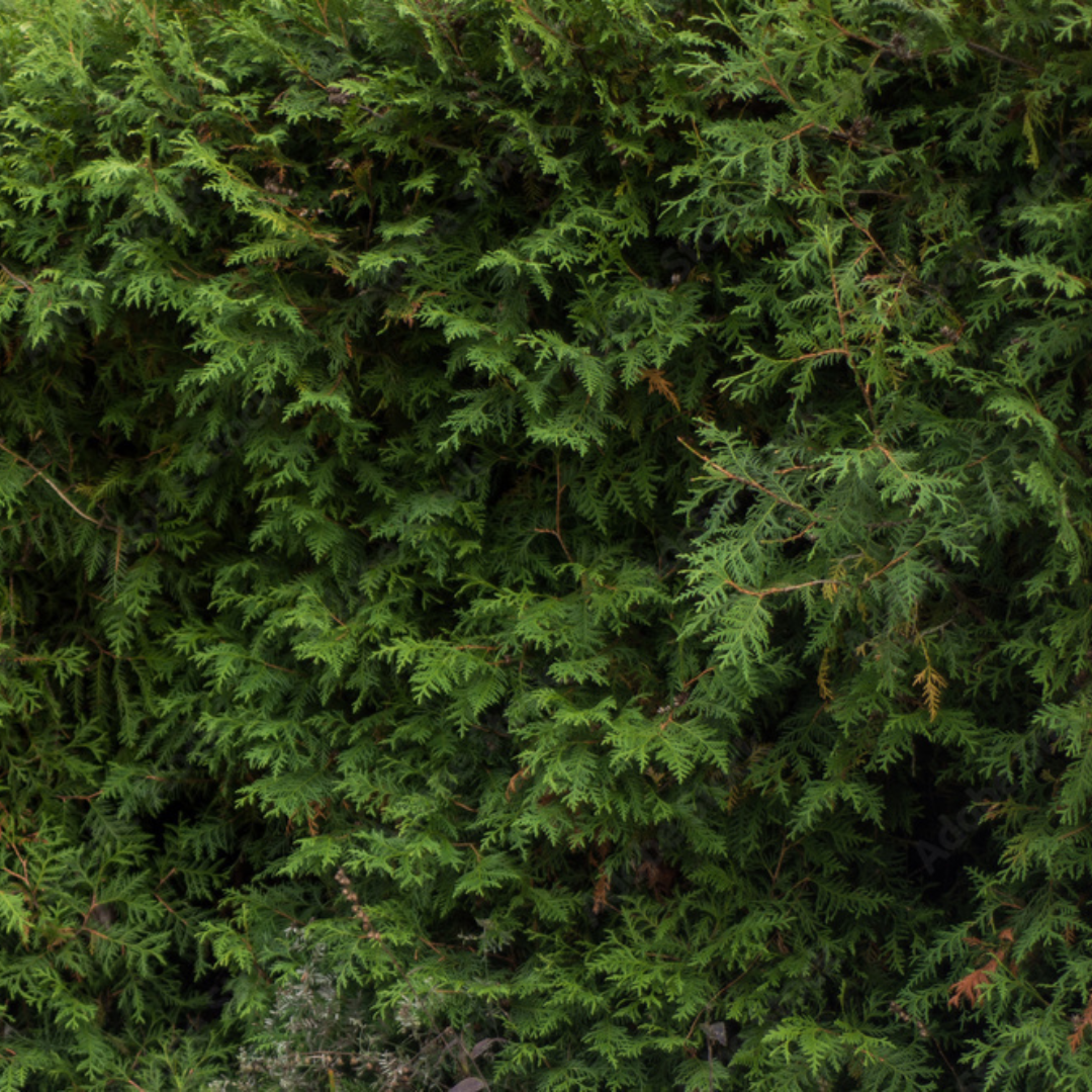 Groene haagconifeer - Thuja plicata 'Excelsa'