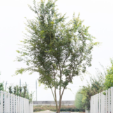 Japanse esdoorn - Acer palmatum