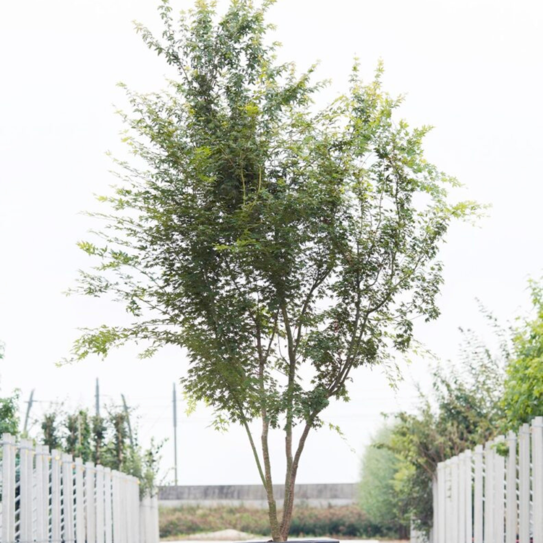 Japanse esdoorn - Acer palmatum