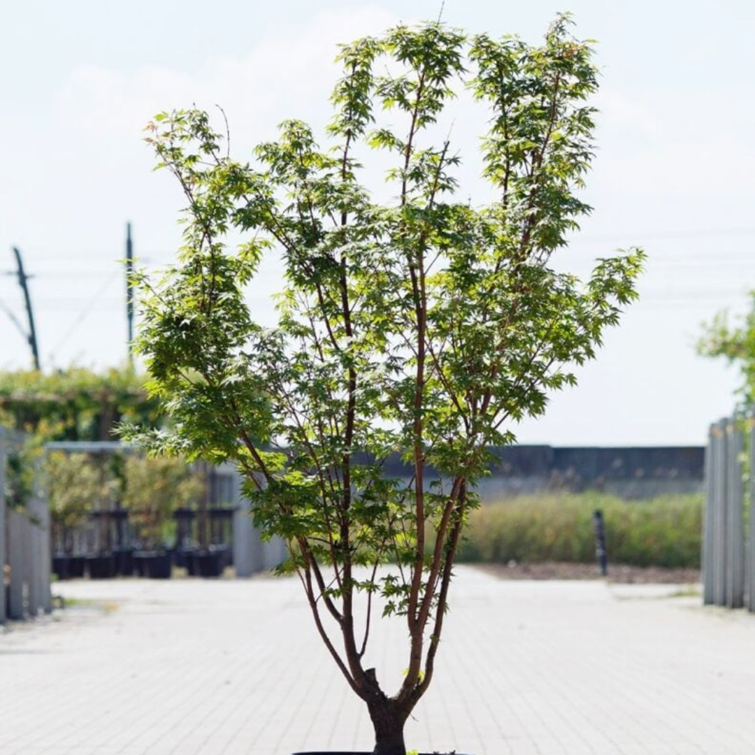 Japanse esdoorn - Acer palmatum