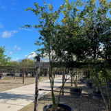 Japanse esdoorn - Acer palmatum