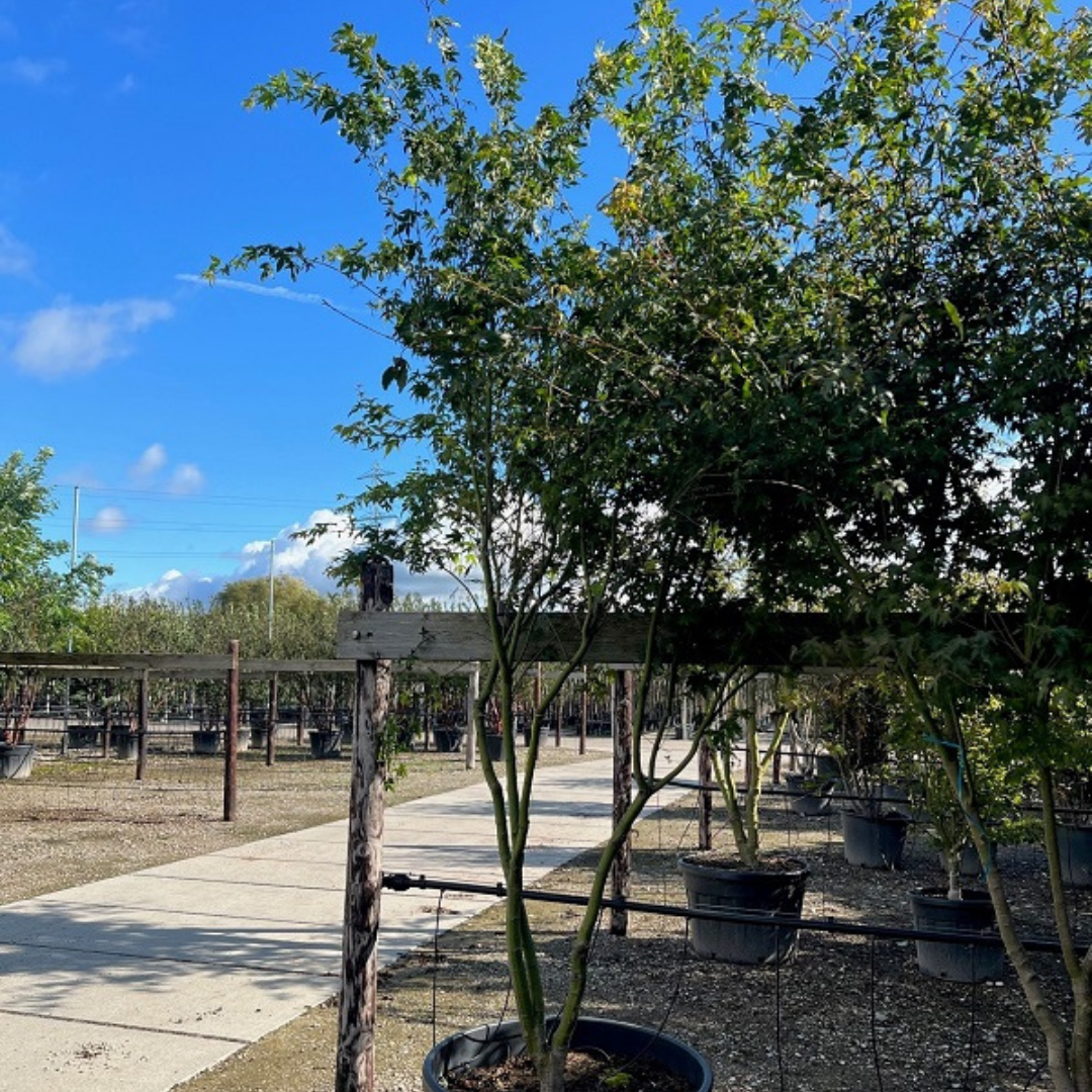 Japanse esdoorn - Acer palmatum