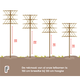 Lei-Glansmispel - Lei Photinia fraseri Red Robin