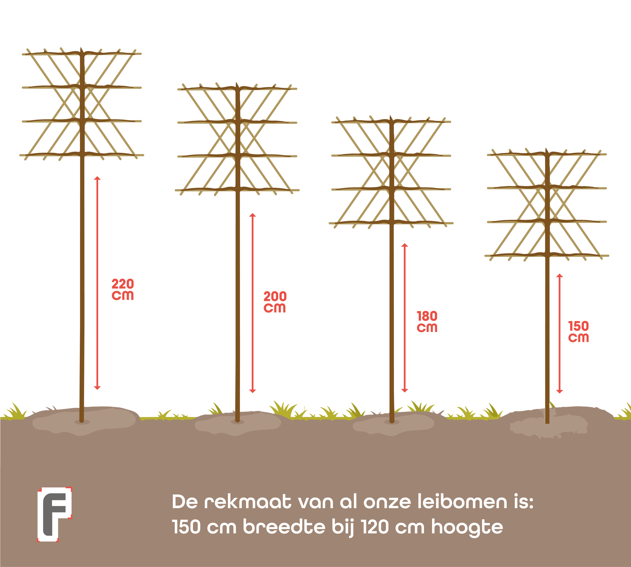 Lei-Glansmispel - Lei Photinia fraseri Red Robin