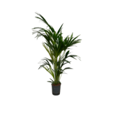 Howea forsteriana – 120 cm