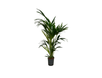 Howea forsteriana – 120 cm