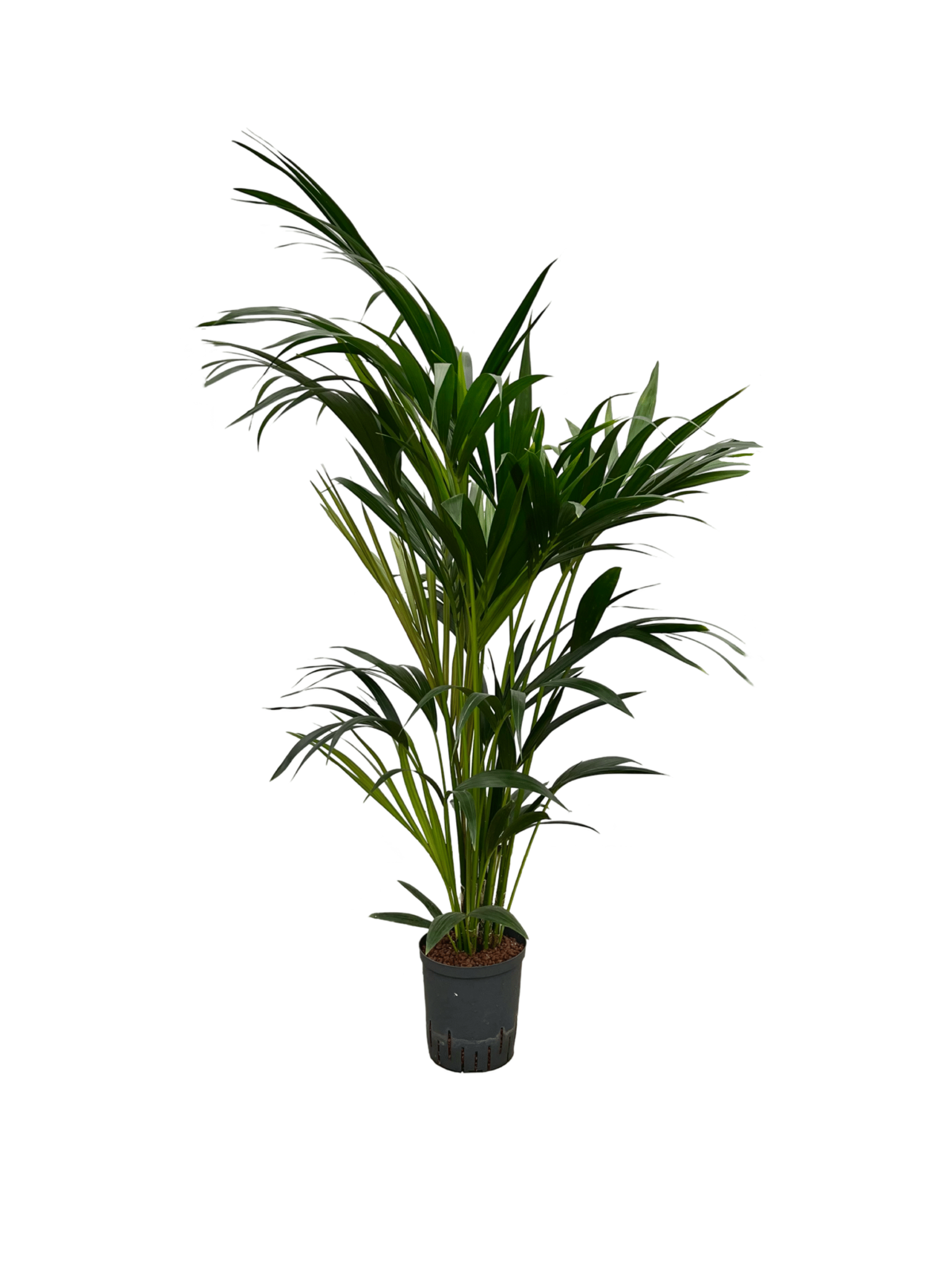 Howea forsteriana – 120 cm