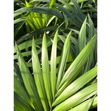 Howea forsteriana – 120 cm