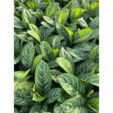 Aglaonema ‘Green Stripe’ - 60 cm
