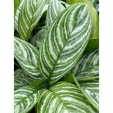 Aglaonema ‘Green Stripe’ - 60 cm